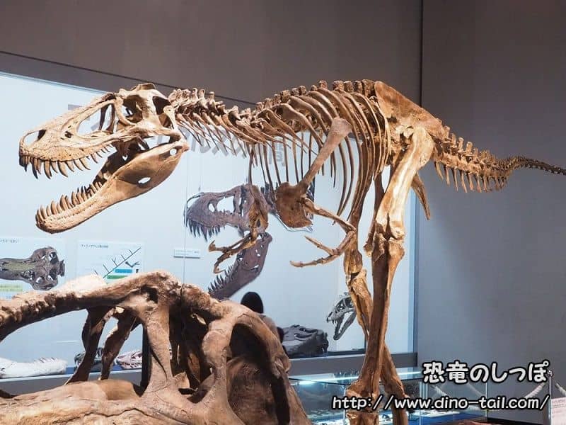 ティラノサウルス | 恐竜のしっぽ -図鑑-