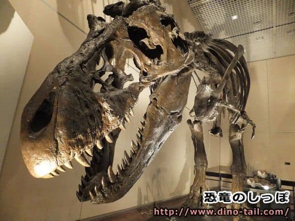 ティラノサウルスの全身骨格化石