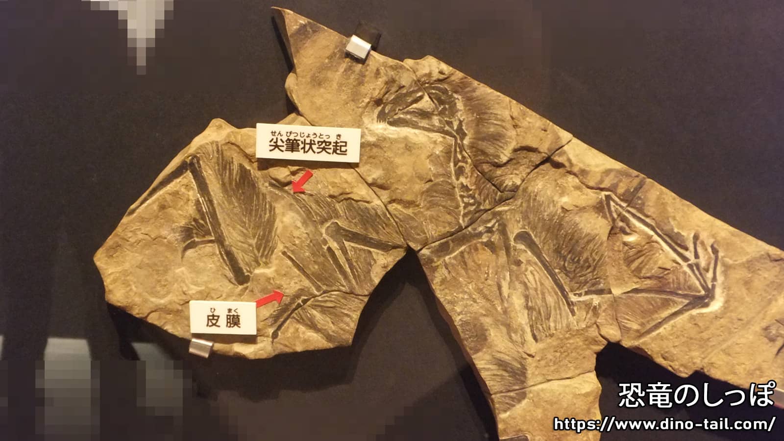 イの化石に見られる針状要素