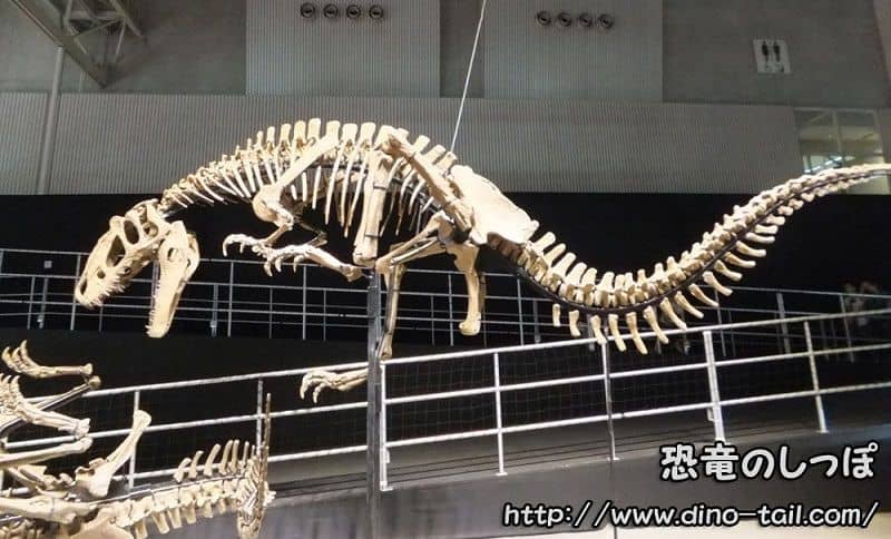 ユティランヌス(ユウティラヌス)の全身骨格化石